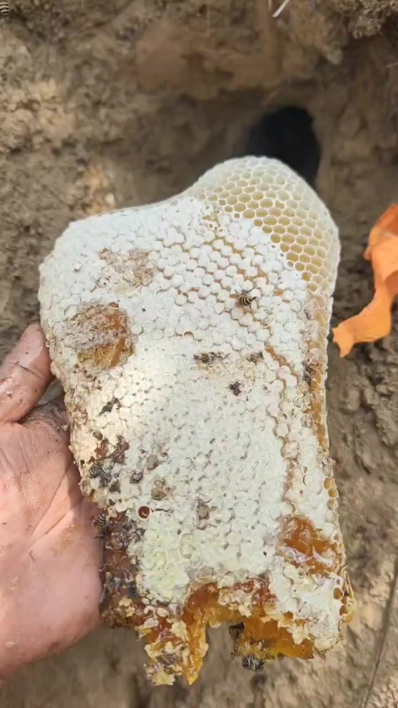 土蜜，排蜜都有，***野生蜂蜜壹捌捌柒陆零壹零叁伍肆