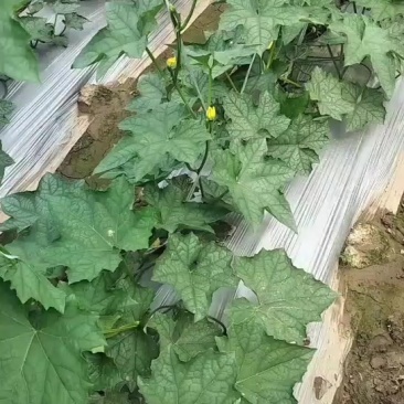 油皮短丝瓜，大量供应，自家基地种植一手货源，保质保量