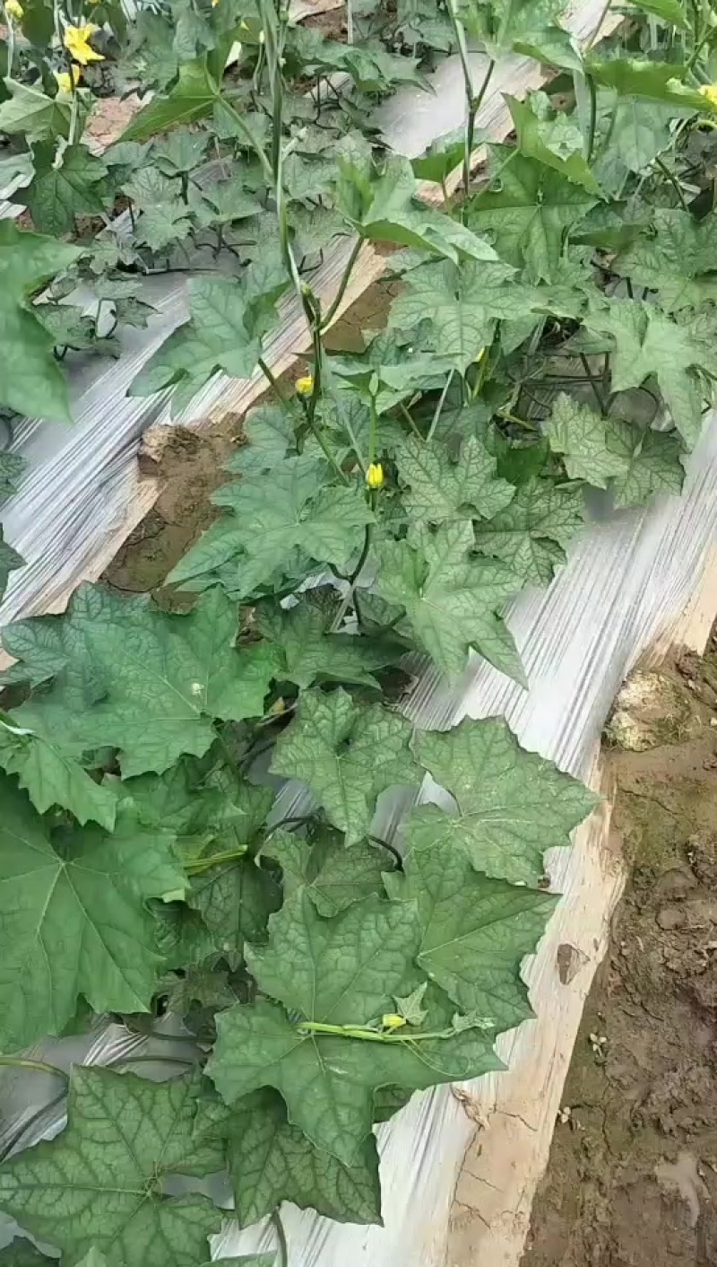油皮短丝瓜，大量供应，自家基地种植一手货源，保质保量