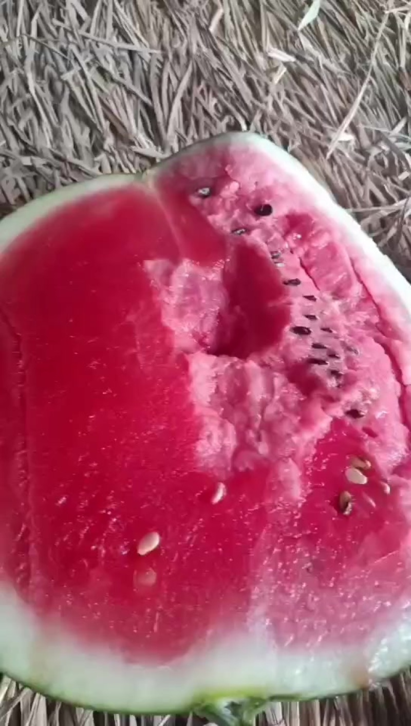大量供应西瓜