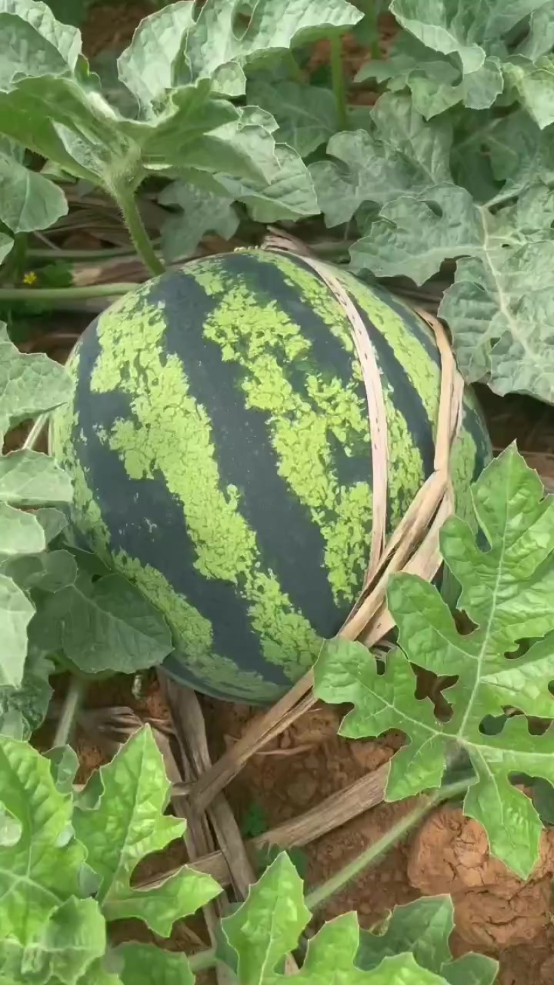 大量供应西瓜