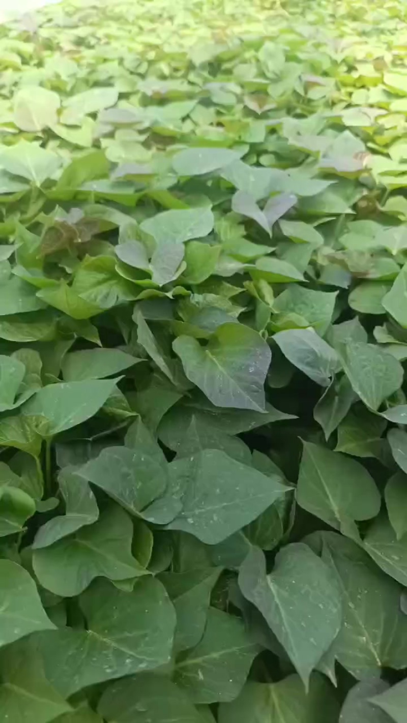 烟薯西瓜红红薯苗