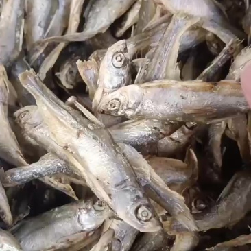 水煮亮皮条，十成干，质量好需要的老板联系我