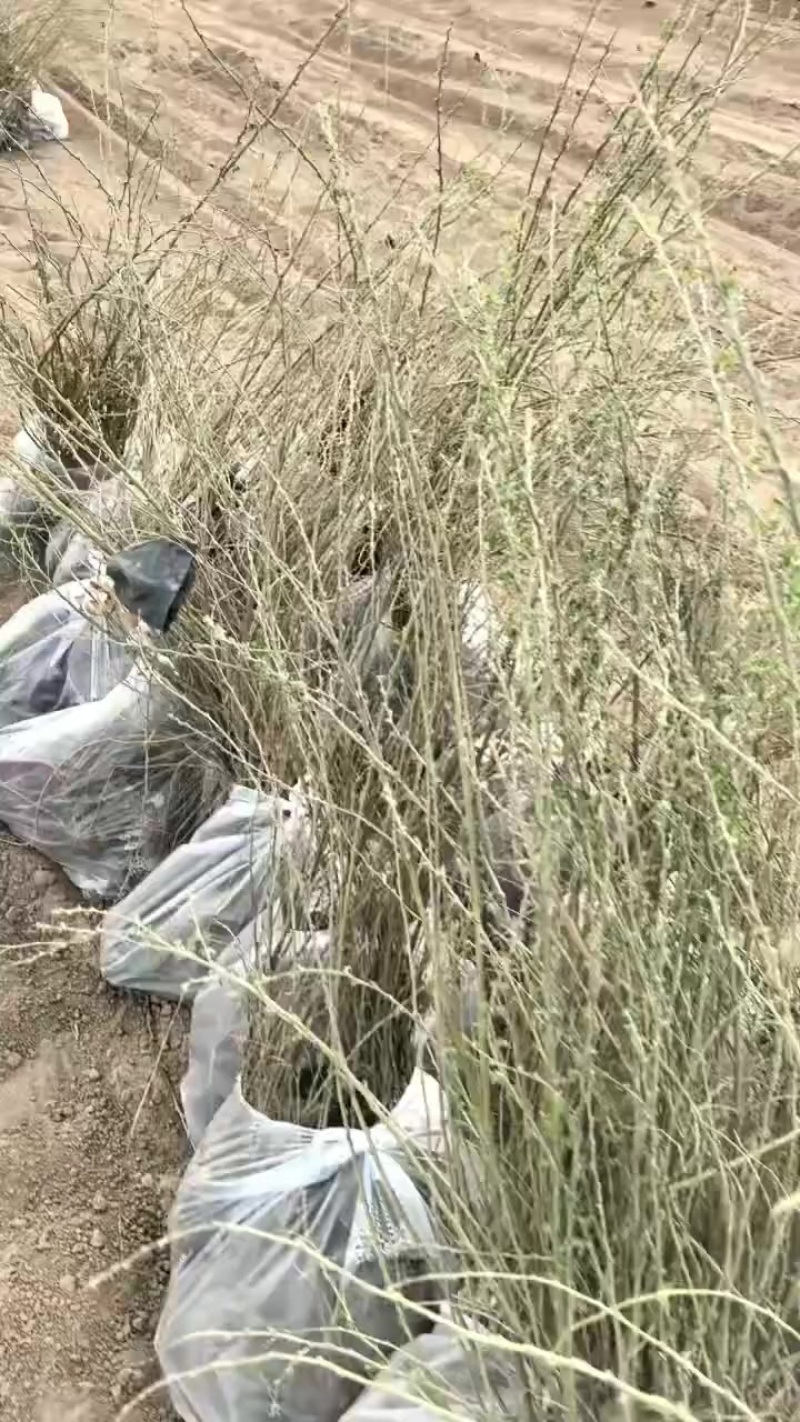 两年生营养杯柠条
