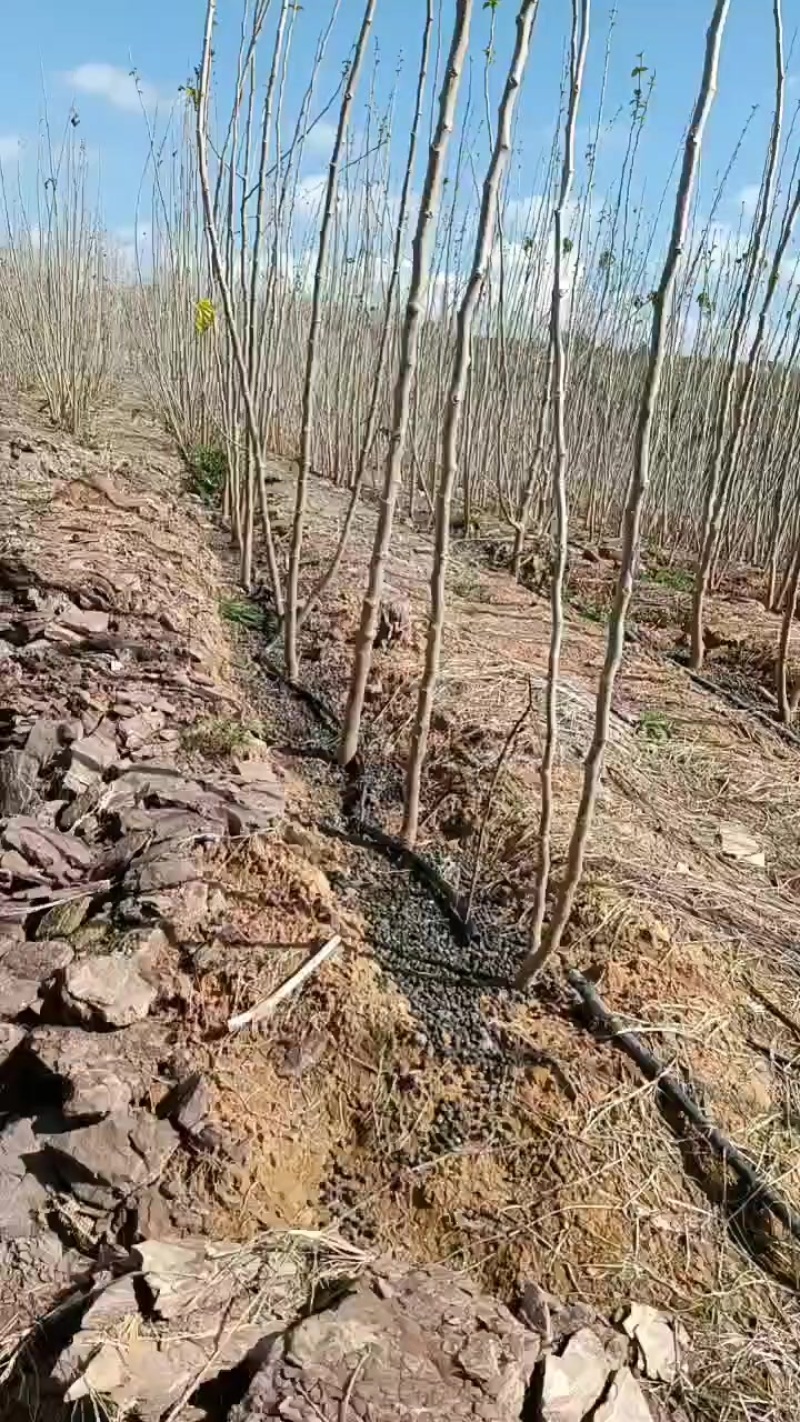 云南桑树枝
