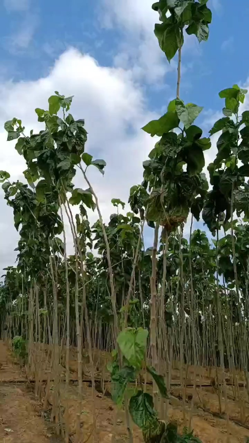 云南桑树枝
