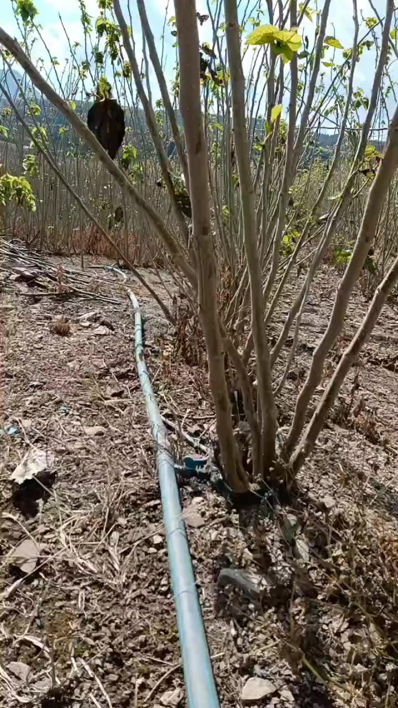云南桑树枝