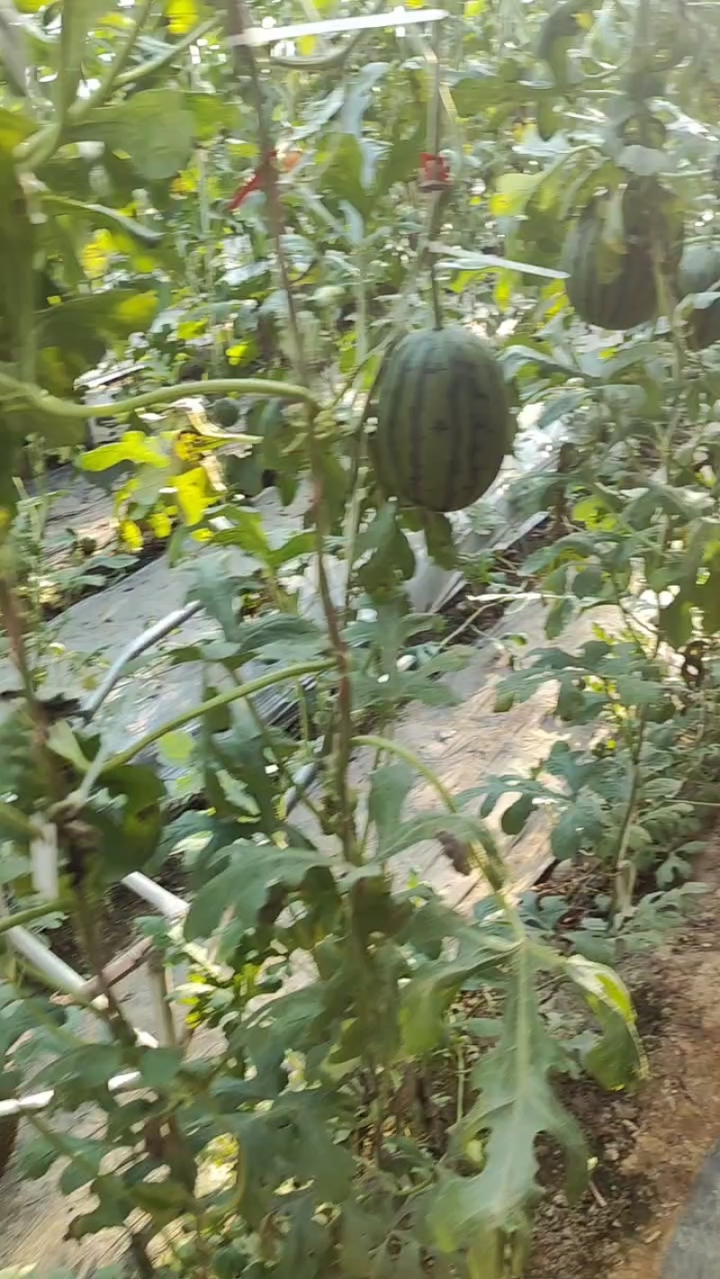 巨鹿精品礼品西瓜个头均匀皮毛好看，大量上市地理位置优越