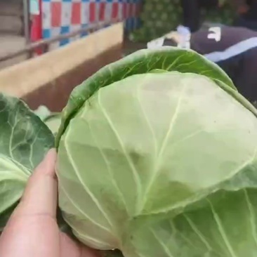 精品甘蓝