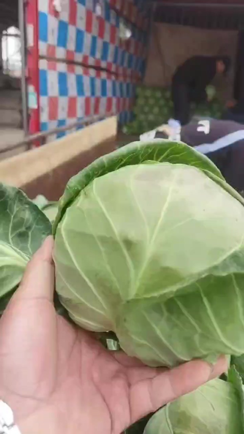 精品甘蓝