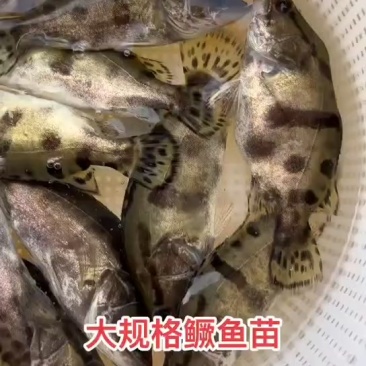 大规格桂鱼苗鳜鱼苗，量大从优，原堂口直发
