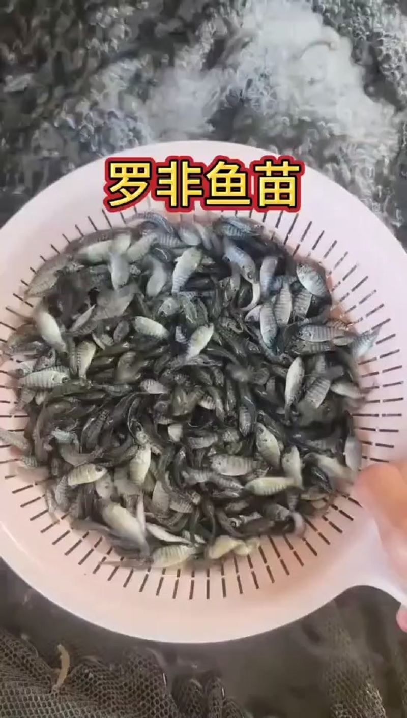 大规格桂鱼苗鳜鱼苗，量大从优，原堂口直发