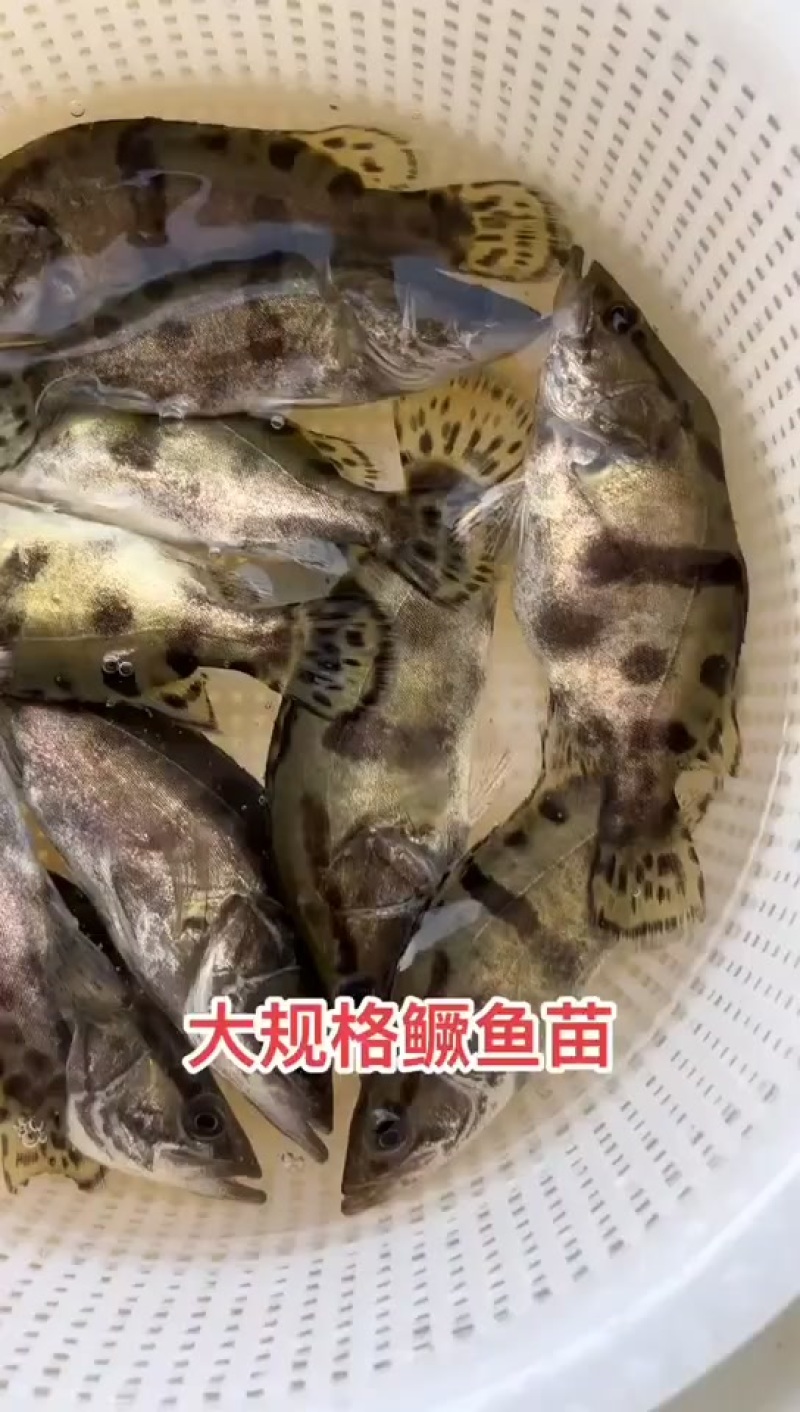 大规格桂鱼苗鳜鱼苗，量大从优，原堂口直发