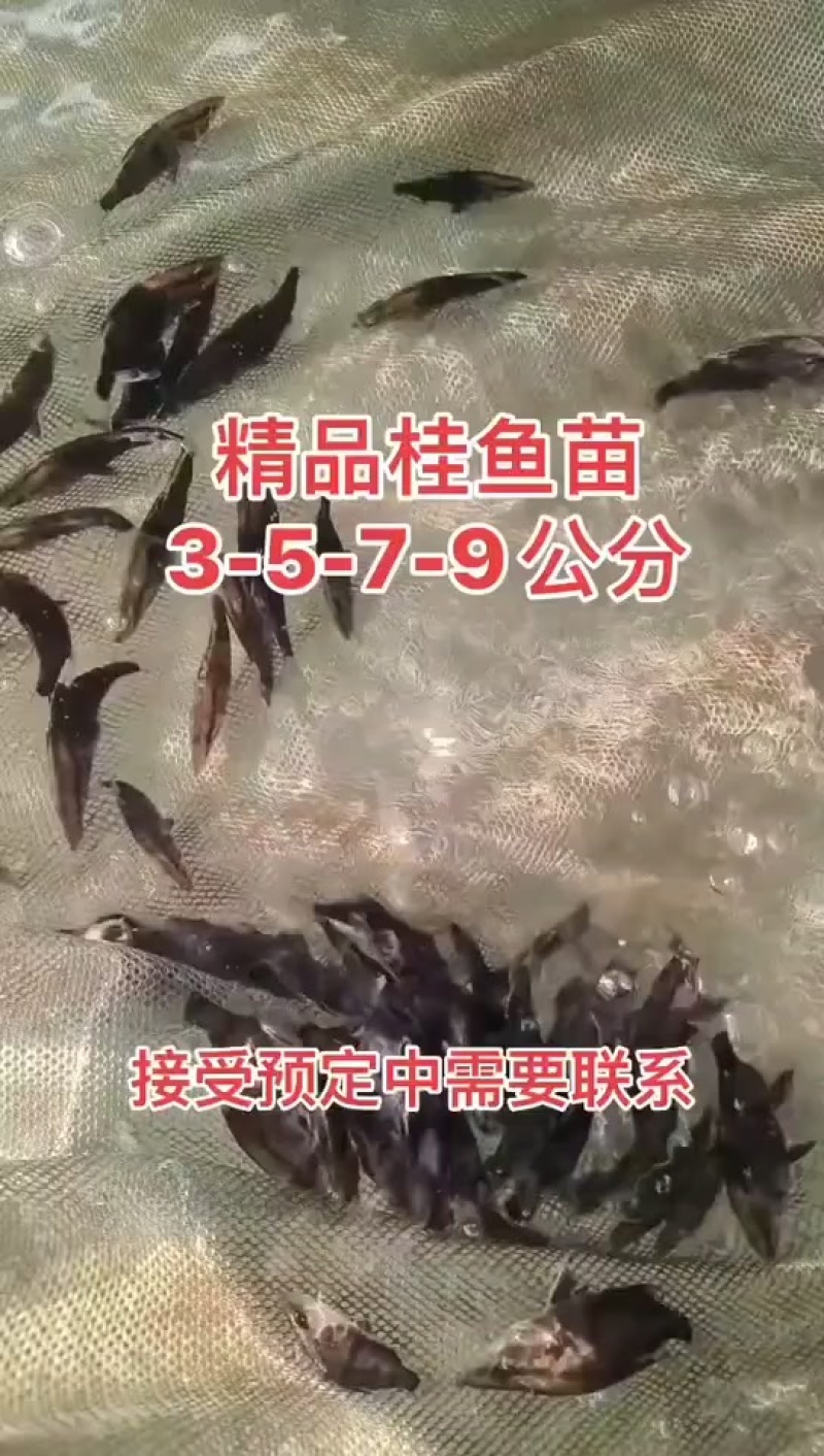 大规格桂鱼苗鳜鱼苗，量大从优，原堂口直发