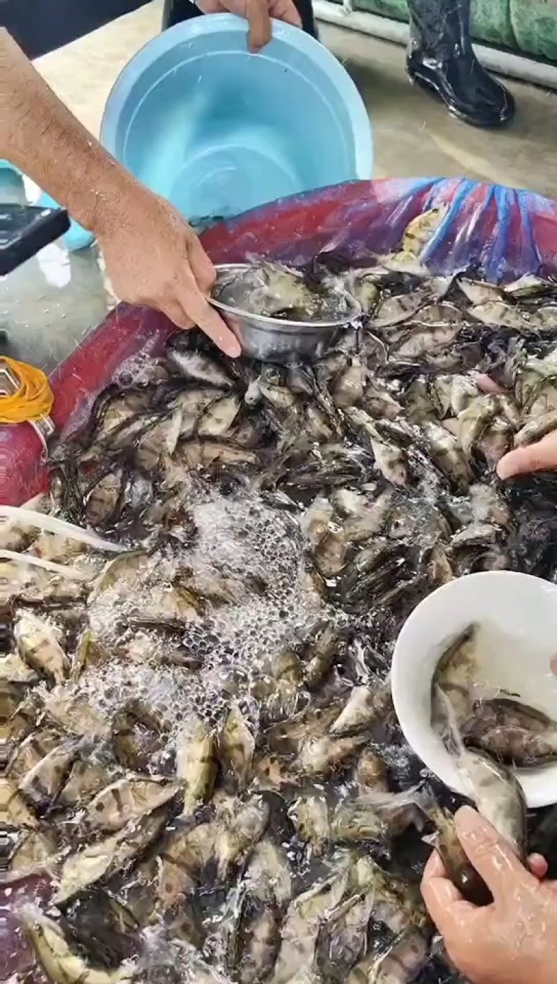 大规格桂鱼苗鳜鱼苗，量大从优，原堂口直发
