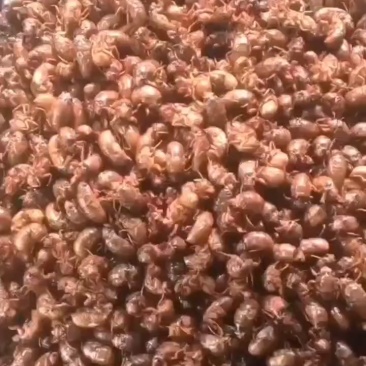 活体金蝉，速冻金蝉新货，大量预定，支持各地发货
