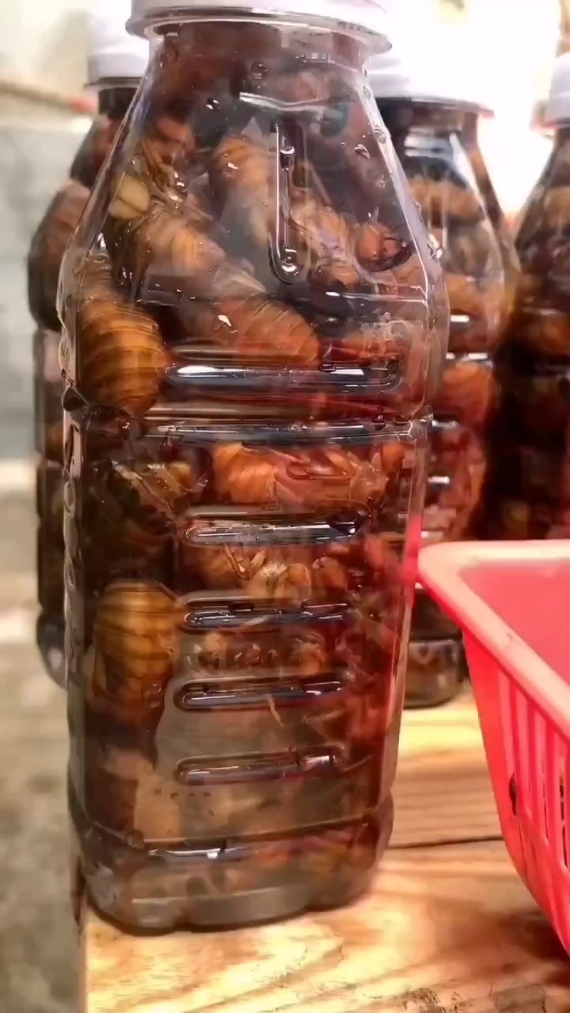 活体金蝉，速冻金蝉新货，大量预定，支持各地发货