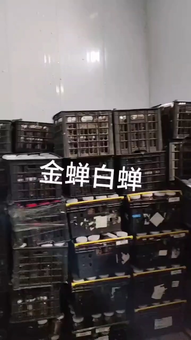 活体金蝉，速冻金蝉新货，大量预定，支持各地发货