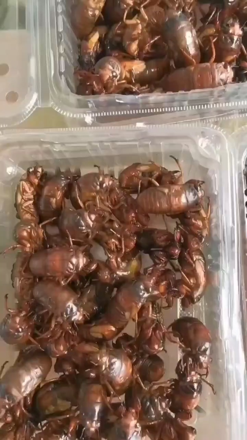 活体金蝉，速冻金蝉新货，大量预定，支持各地发货