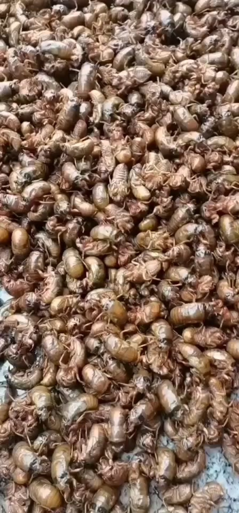 活体金蝉，速冻金蝉新货，大量预定，支持各地发货