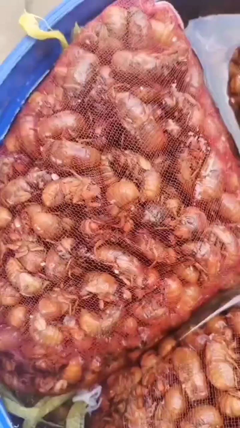 活体金蝉，速冻金蝉新货，大量预定，支持各地发货