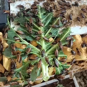 成虫蟋蟀