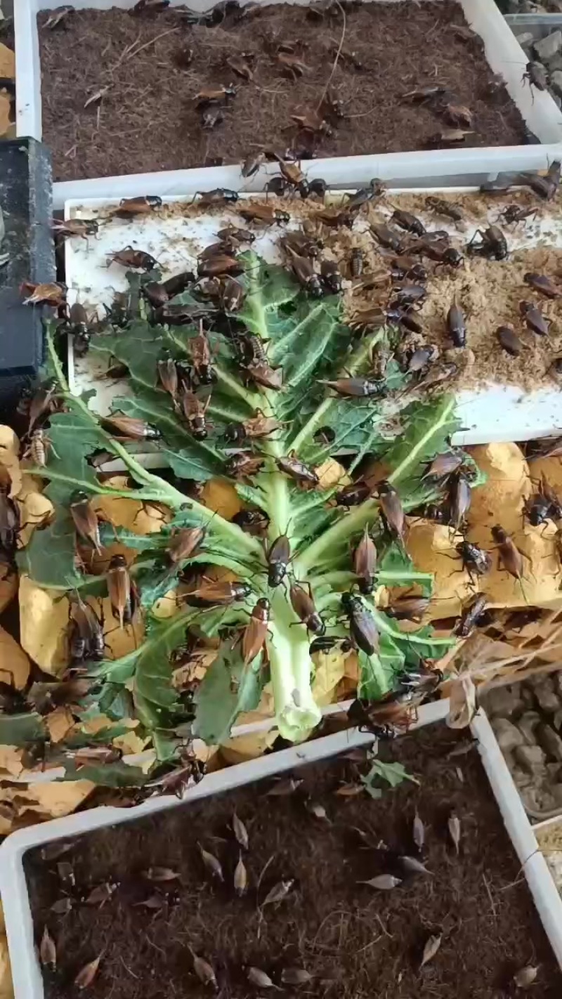 成虫蟋蟀