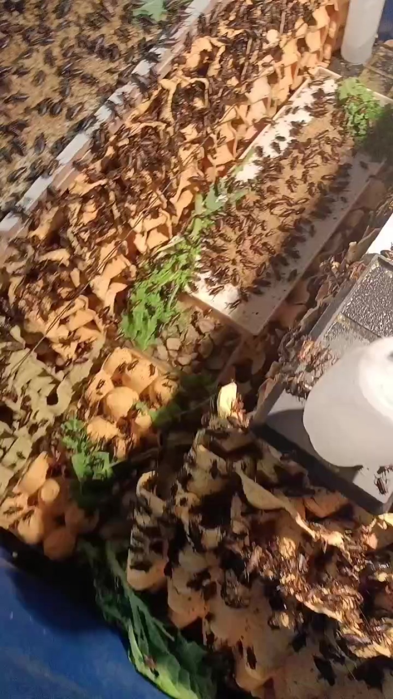 成虫蟋蟀