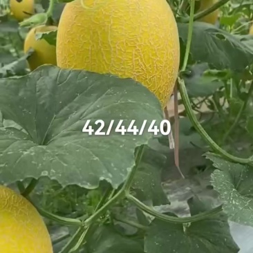 哈密瓜凤金6号