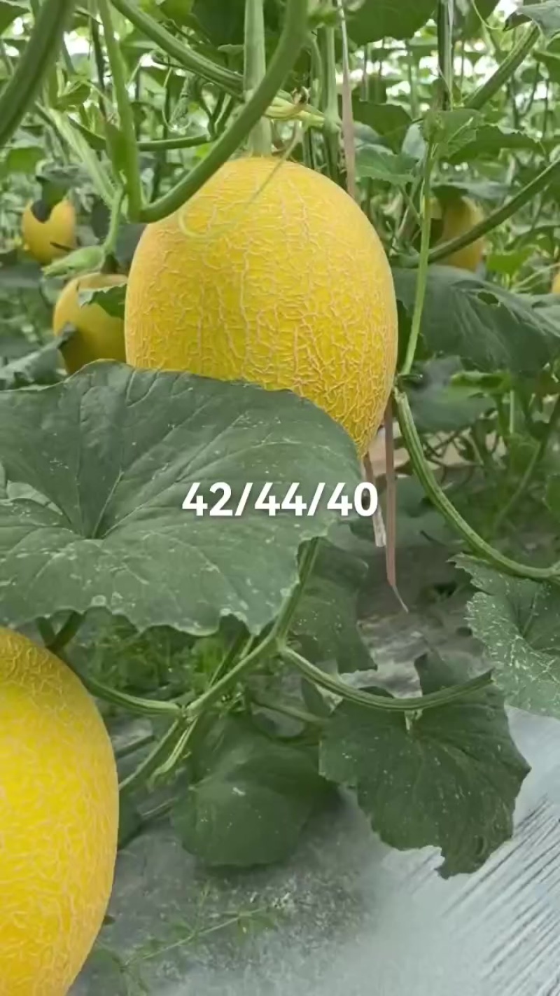 哈密瓜凤金6号