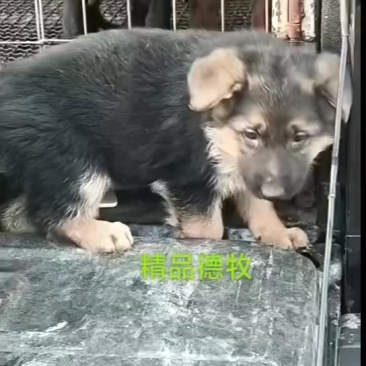德国牧羊犬