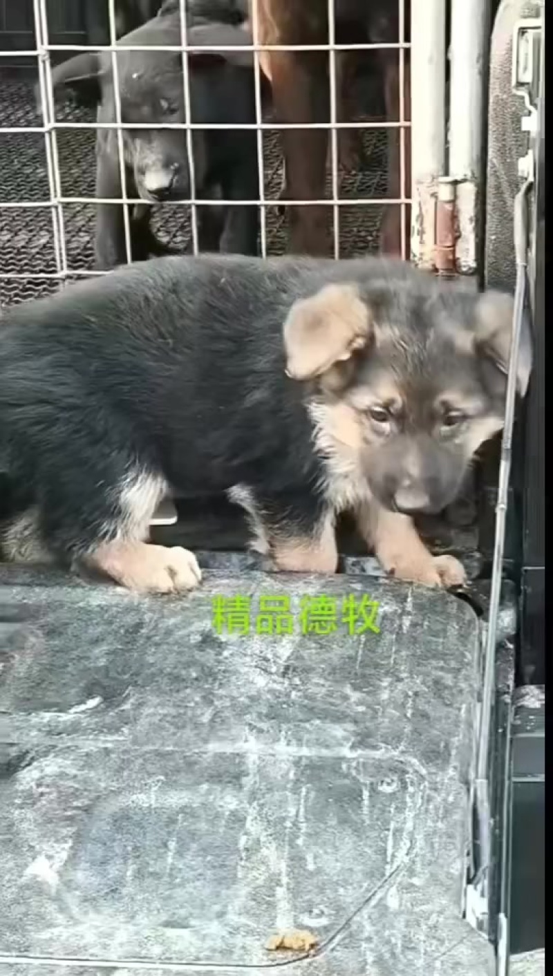 德国牧羊犬