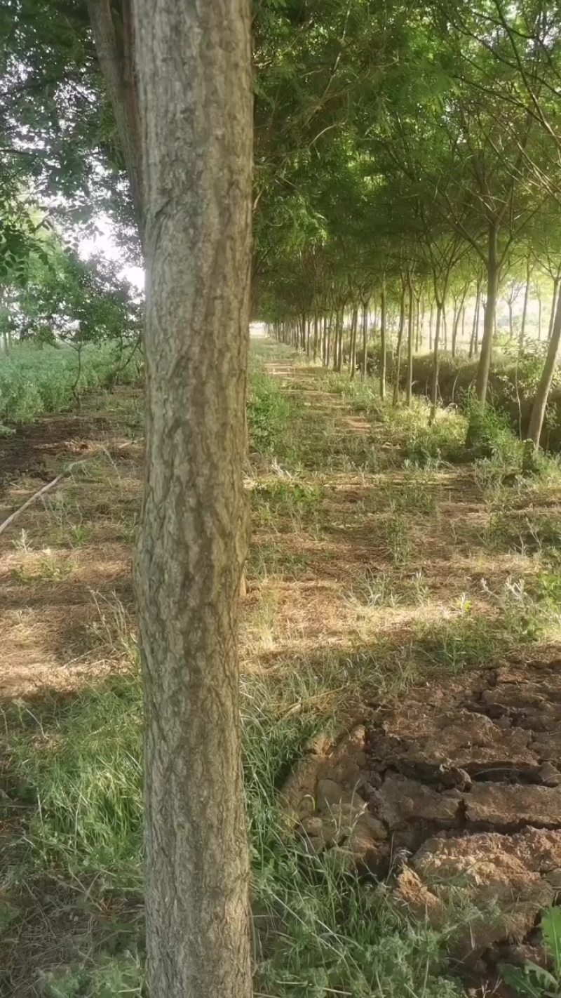 大国槐出售