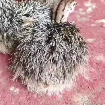 非洲驼鸟苗