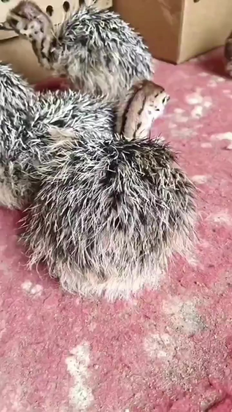 非洲驼鸟苗