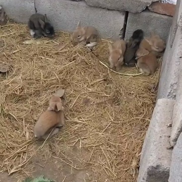 兔子