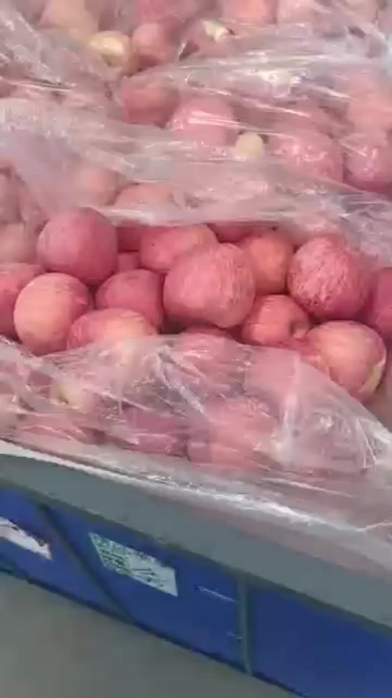 红富士条红六十万