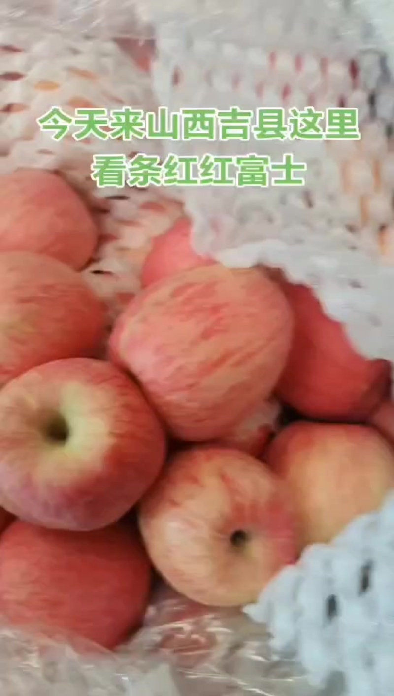 红富士条红六十万