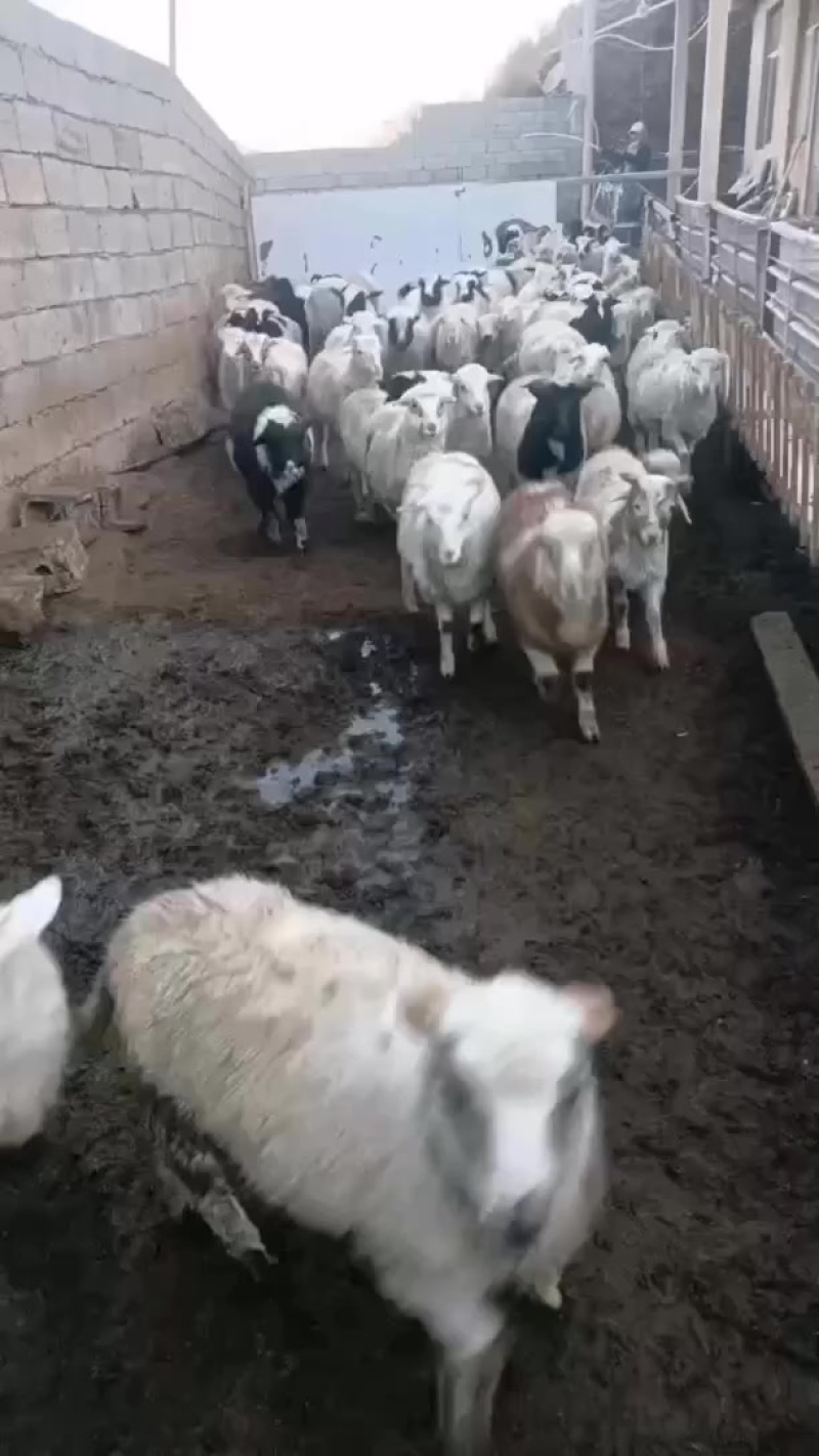 喜欢的来