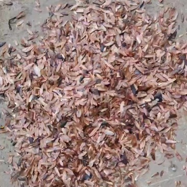 红油香椿种子