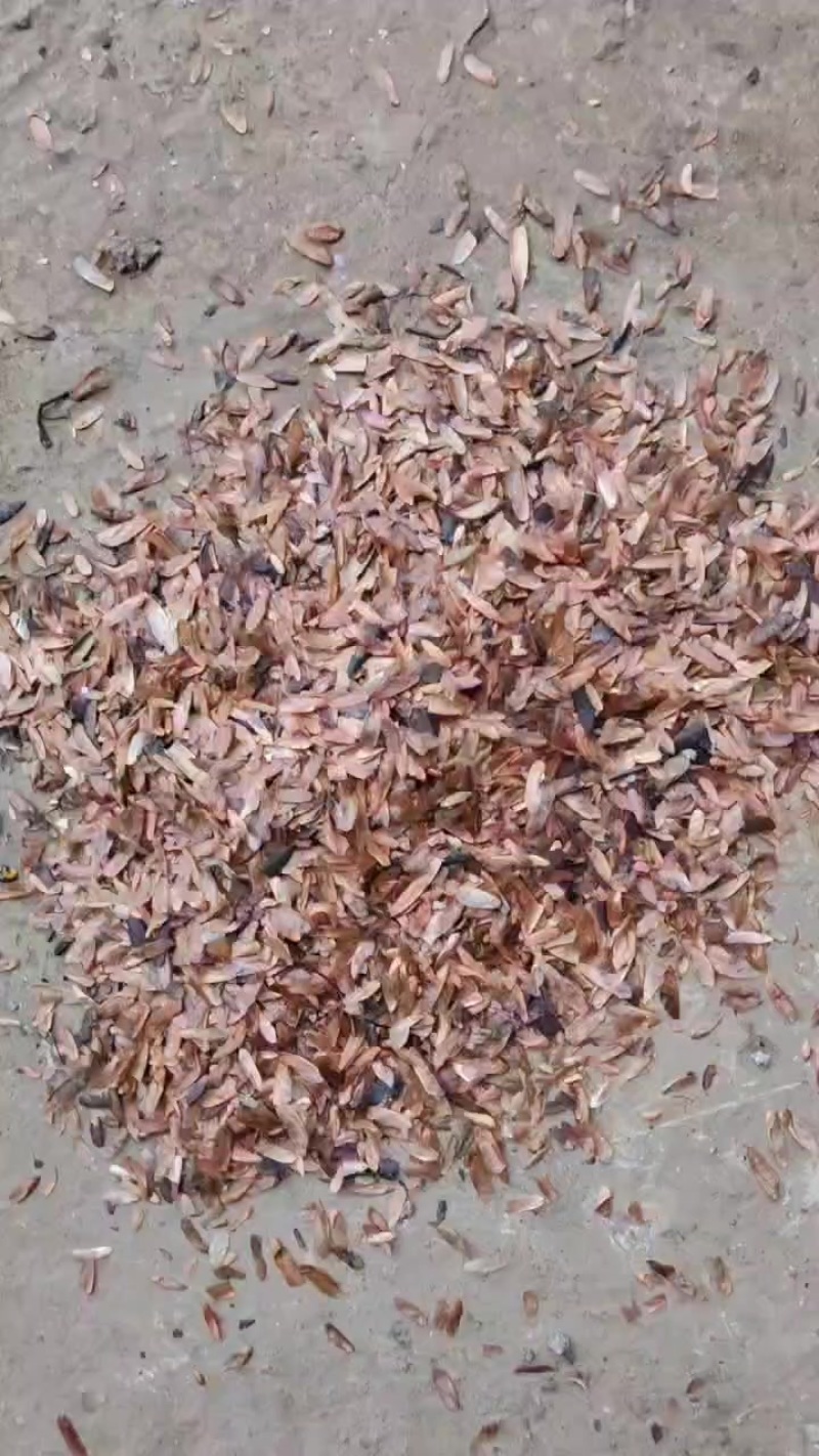 红油香椿种子