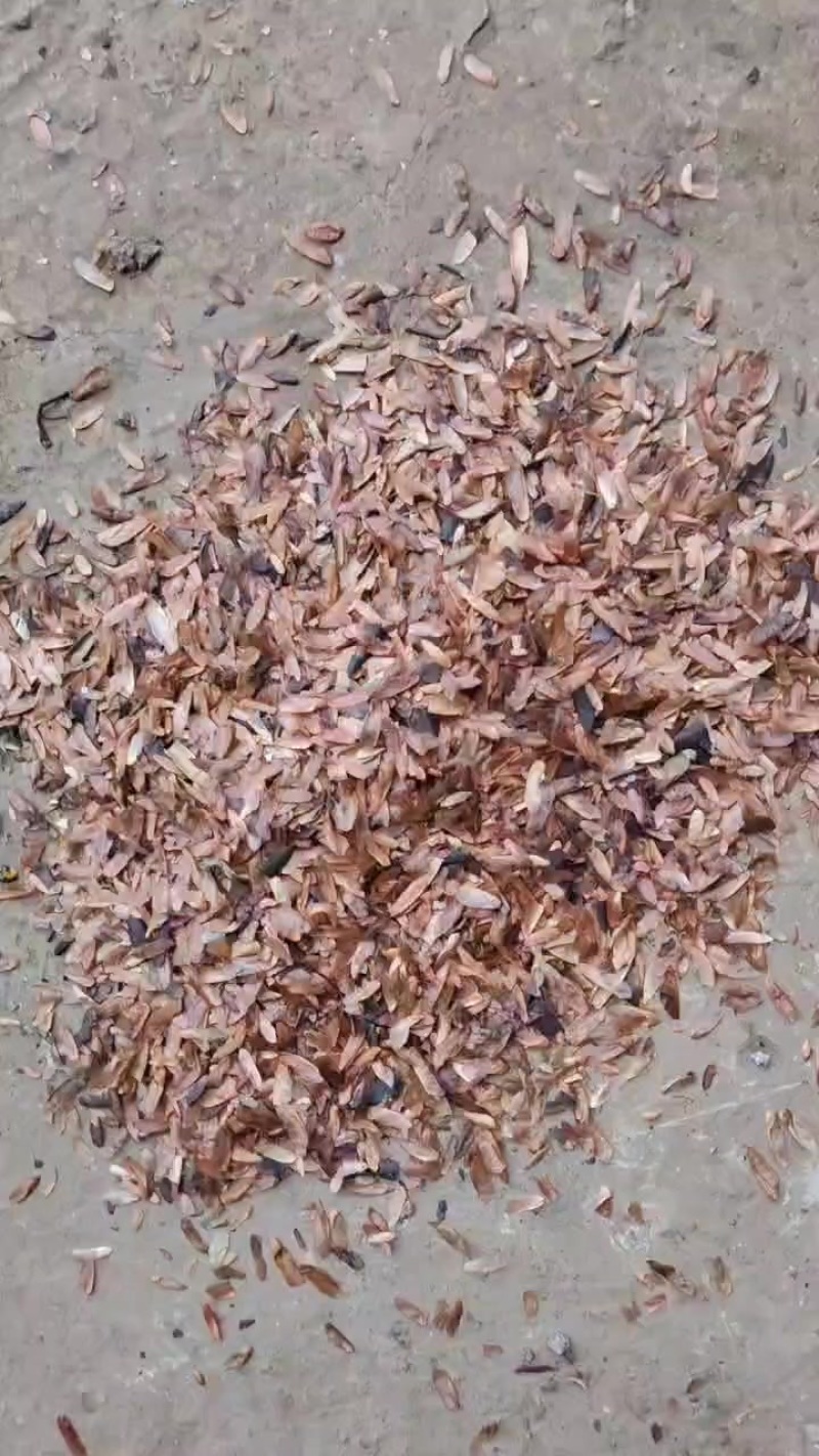 红油香椿种子