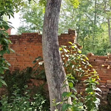 杜仲树