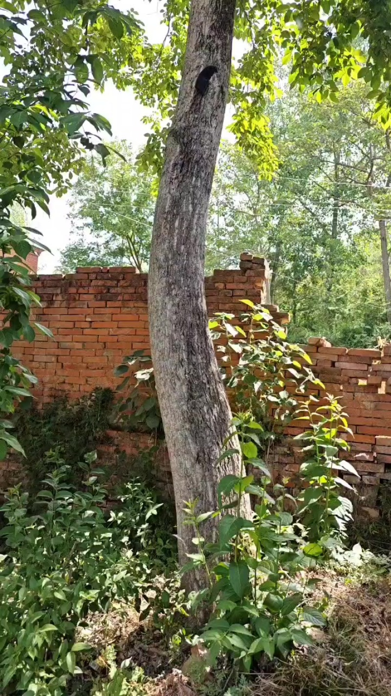 杜仲树