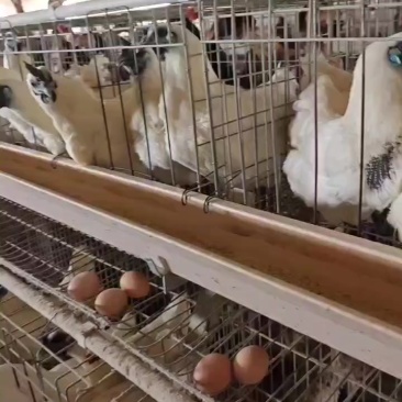 江山白毛乌骨鸡