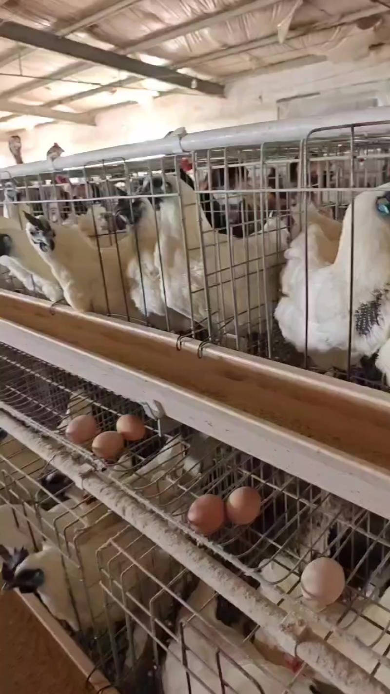 江山白毛乌骨鸡