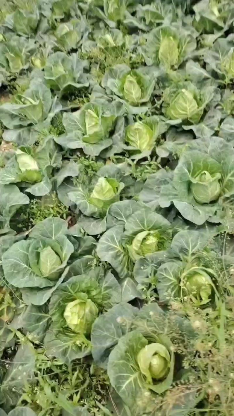 牛心菜