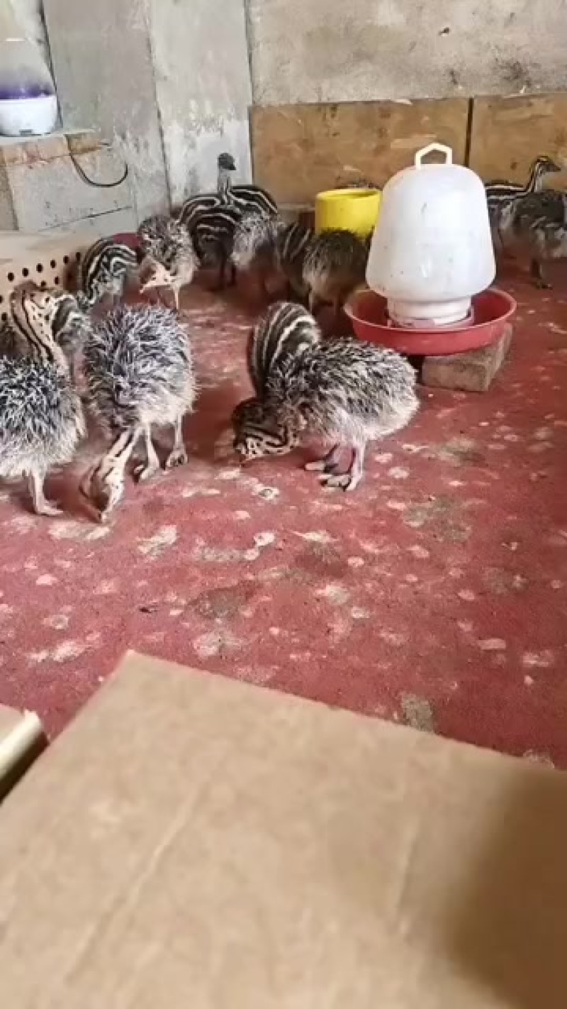 鸵鸟苗
