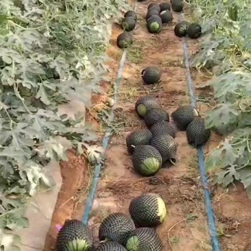 陕西蒲城小糖丸西瓜大量供货中
