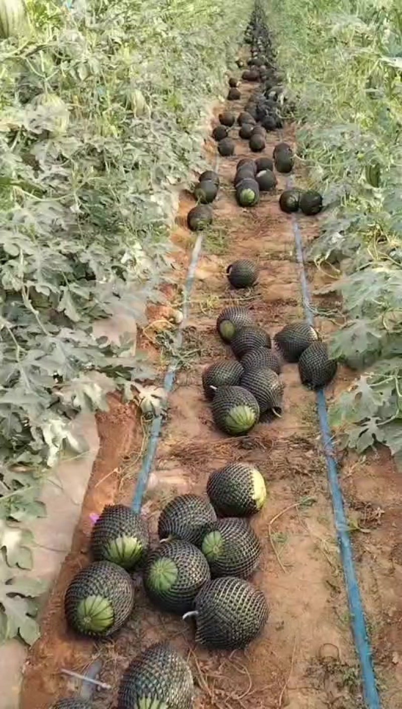 陕西蒲城小糖丸西瓜大量供货中